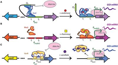 New Applications of Synthetic Biology Tools for Cyanobacterial Metabolic Engineering